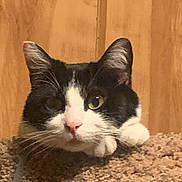 Soadoodle Dot joined the competition — help win amazing prizes! cat, black_and_white, whiskers, carpet, wooden_background, pet, animal, cute, face, ears, nose, paws, indoor, fur, curious, closeup, resting, feline, one_eye_open, looking