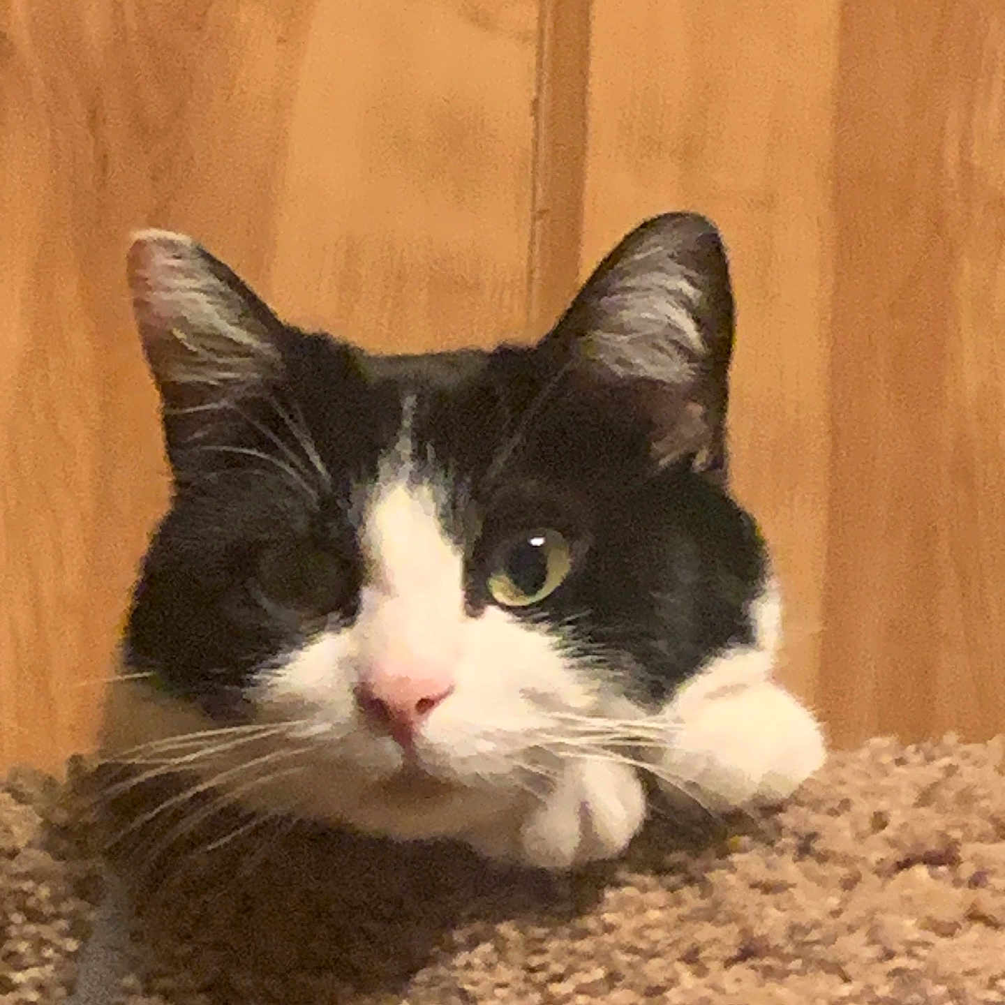 Soadoodle Dot joined the competition — help win amazing prizes! animal, black_and_white, carpet, cat, closeup, curious, cute, ears, face, feline, fur, indoor, looking, nose, one_eye_open, paws, pet, resting, whiskers, wooden_background