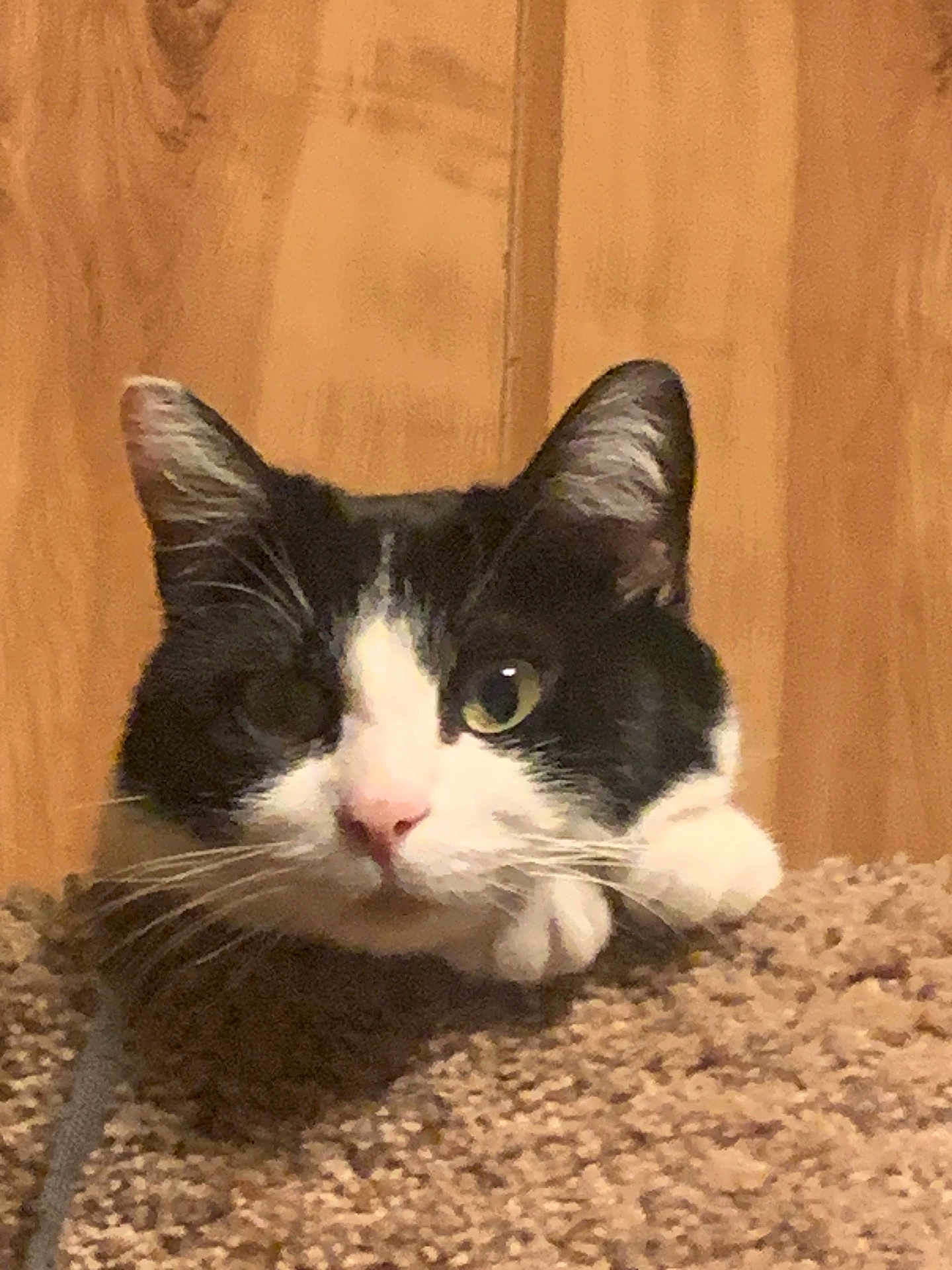 Soadoodle Dot joined the competition — help win amazing prizes! cat, black_and_white, whiskers, carpet, wooden_background, pet, animal, cute, face, ears, nose, paws, indoor, fur, curious, closeup, resting, feline, one_eye_open, looking