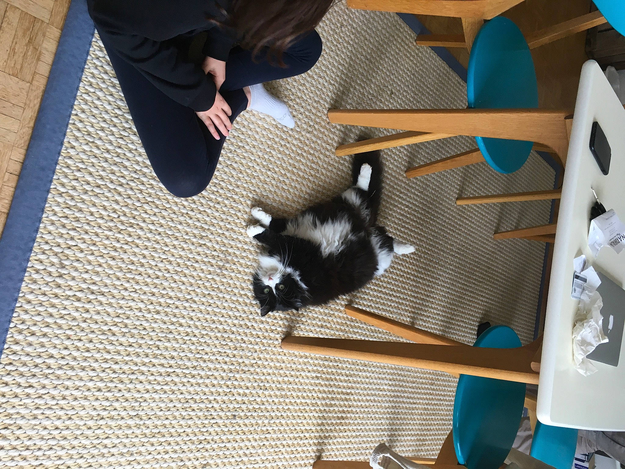 Twix a rejoint le concours — aidez-le/la à gagner de superbes lots ! bookcase, carnivore, cat, chair, companion_dog, dog_breed, felidae, floor, flooring, fur, hardwood, human_leg, pattern, shelf, shelving, small_to_medium_sized_cats, sporting_group, tail, whiskers, wood