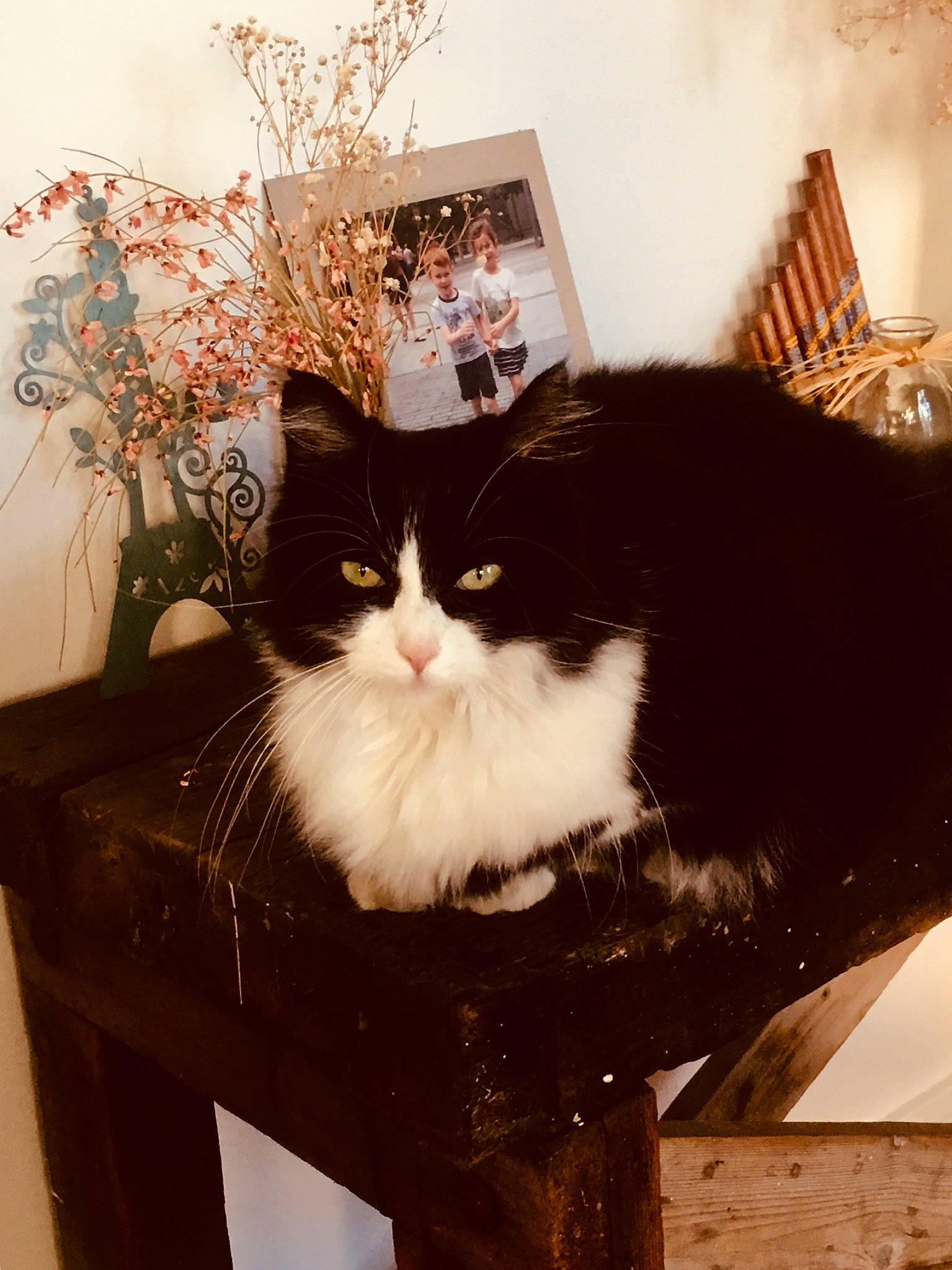 Reine participe au concours pour gagner de l'argent avec cette photo : box, carnivore, cat, comfort, domestic_short_haired_cat, drawer, felidae, fur, picture_frame, plant, rectangle, room, sitting, small_to_medium_sized_cats, tail, tints_and_shades, tree, whiskers, window, wood