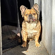 Roscoe is registered to the contest to win money with this photo: brown_fur, canine, closeup, concrete_floor, curtain, daylight, dog, doorway, ears_up, funny_expression, outdoor, pet, relaxed, shadow, short_hair, single_animal, sitting, sunlight, tongue_out, wall