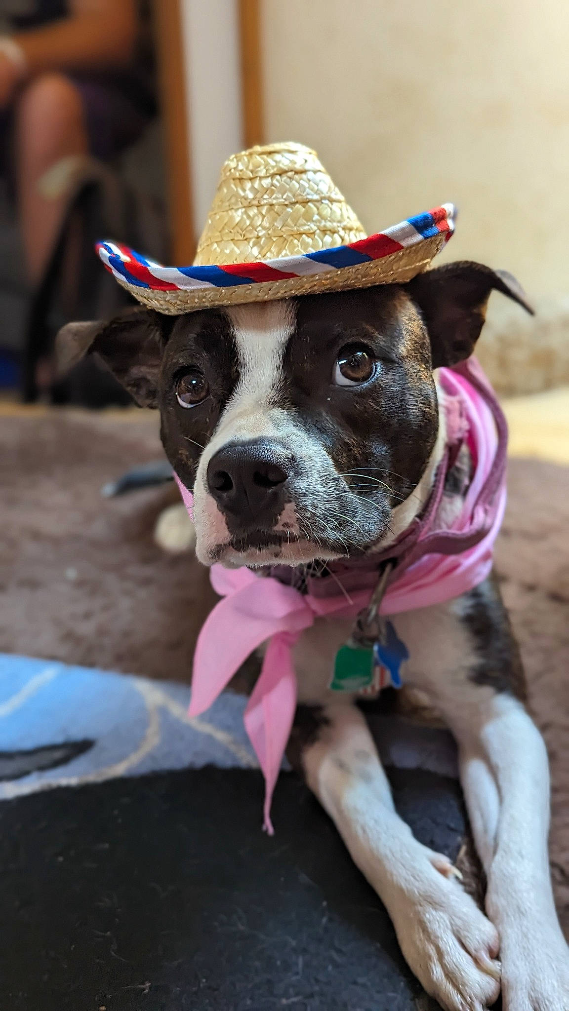 Autumn is registered to the contest to win money with this photo: carnivore, collar, companion_dog, cowboy_hat, dog, dog_breed, dog_collar, dog_supply, eyewear, fawn, fedora, goggles, hat, leash, party_hat, personal_protective_equipment, snout, sun_hat, sunglasses, working_animal