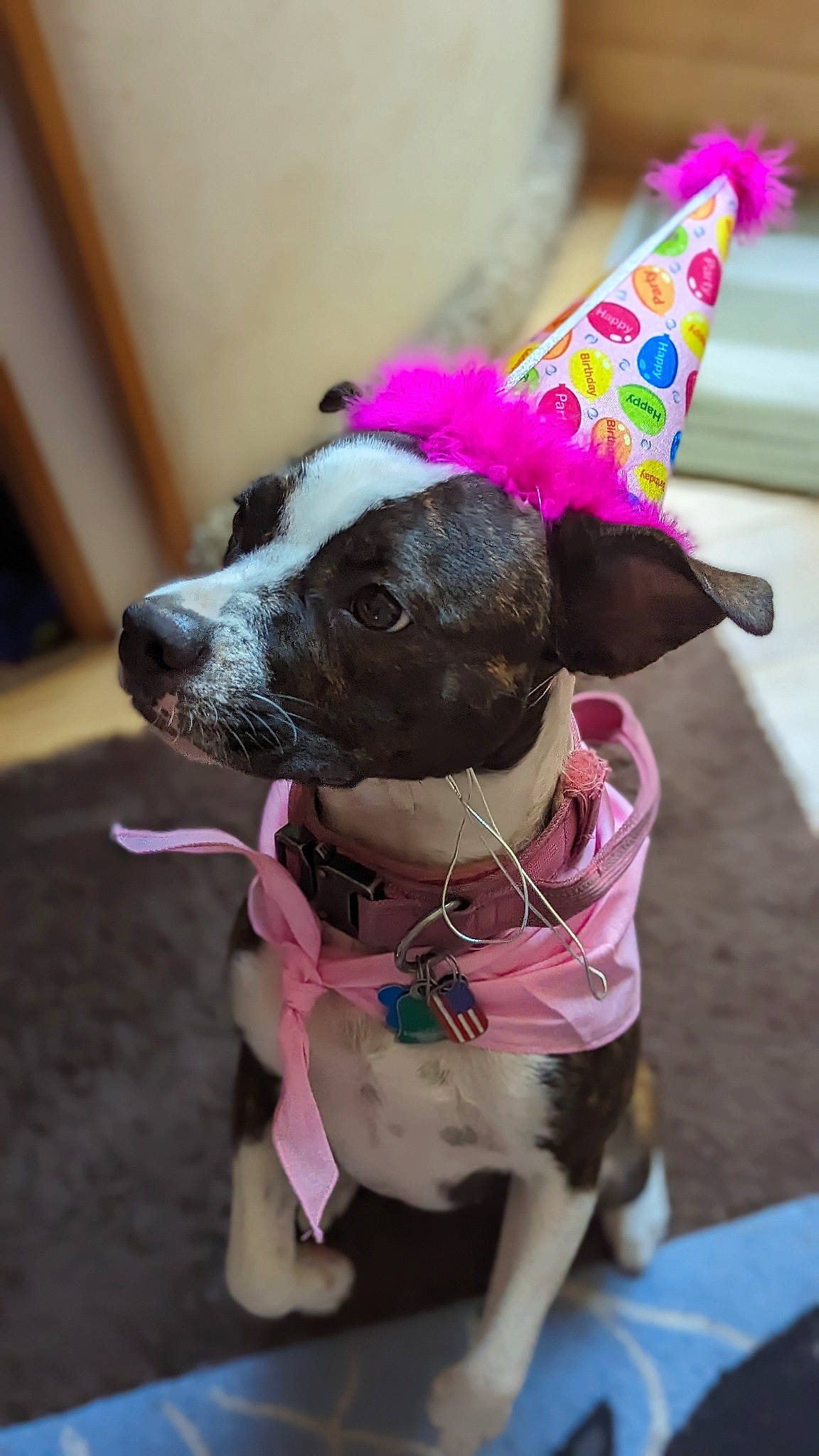 Autumn is registered to the contest to win money with this photo: carnivore, collar, companion_dog, dog, dog_breed, dog_clothes, dog_collar, dog_supply, fashion_accessory, fawn, fur, leash, magenta, party_hat, party_supply, pet_supply, pink, purple, snout, working_animal