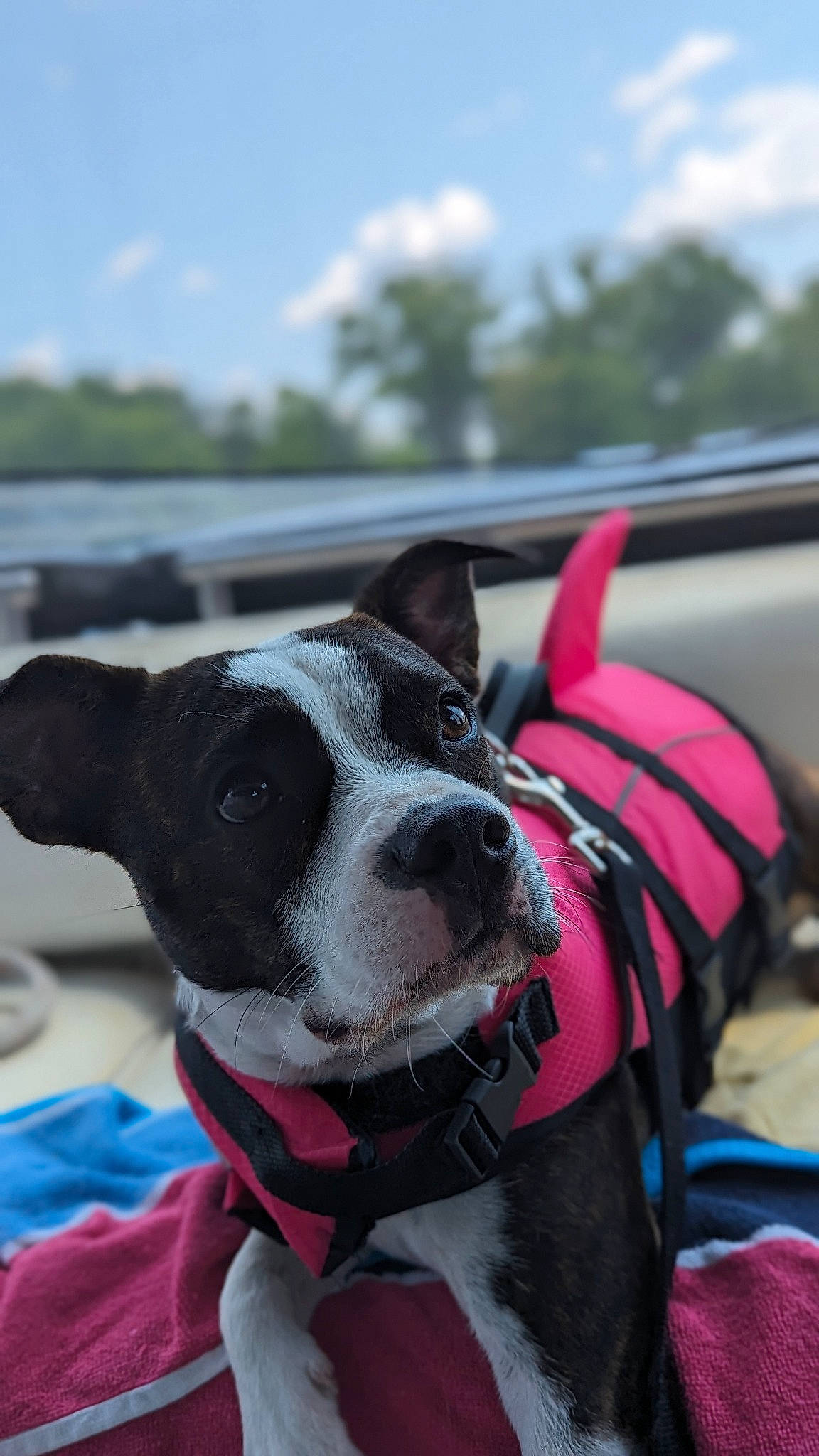 Autumn is registered to the contest to win money with this photo: building, carnivore, cloud, collar, companion_dog, dog, dog_breed, dog_collar, dog_supply, fawn, personal_protective_equipment, recreation, sky, snout, sporting_group, tree, water, whiskers, window, working_animal