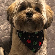 Maleia is registered to the contest to win money with this photo: adorable, animal, bandana, black, brown, companion, cozy, cute, dog, festive, fluffy, fur, indoors, looking_up, paws, pet, portrait, quilted_blanket, small_dog, white