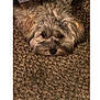 Maleia joined the competition — help win amazing prizes! animal, brown, carpet, companion, cozy, cute, dog, ears, eyes, face, fluffy, fur, home, indoors, lying_down, pet, resting, small_dog, snout, texture