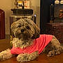 Maleia joined the competition — help win amazing prizes! animal, candles, couch, cozy, curious, cute, decor, dog, fur, furniture, home, indoor, jar, living_room, pet, pink_shirt, relaxed, shelf, table, wood