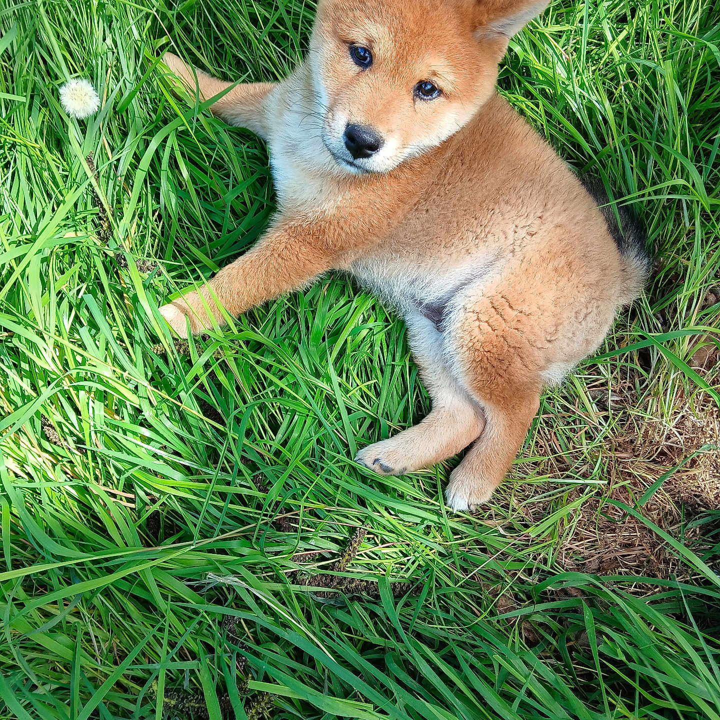 Aiko participe au concours pour gagner de l'argent avec cette photo : adorable, animal, canine, cute, dog, ears, fluffy, fur, grass, greenery, looking_up, nature, outdoor, pet, playful, puppy, resting, snout, sunlight, young