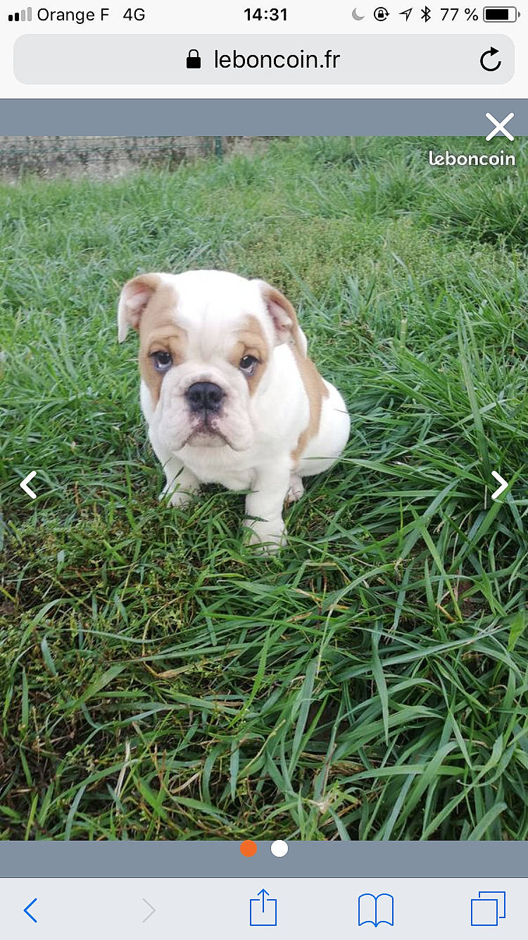 Brioche a rejoint le concours — aidez-le/la à gagner de superbes lots ! australian_bulldog, bulldog, canidae, carnivore, companion_dog, dog, dog_breed, dorset_olde_tyme_bulldogge, fawn, grass, mammal, non_sporting_group, old_english_bulldog, puppy, rare_breed_dog, sporting_group, toy_bulldog, vertebrate, white_english_bulldog