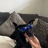 Fenrir is registered to the contest to win money with this photo: dog, black_dog, sunglasses, couch, pillows, hand, tattoo, indoor, relaxing, pet, animal, furniture, comfort, resting, cool, reflection, living_room, casual, companion, domestic_animal