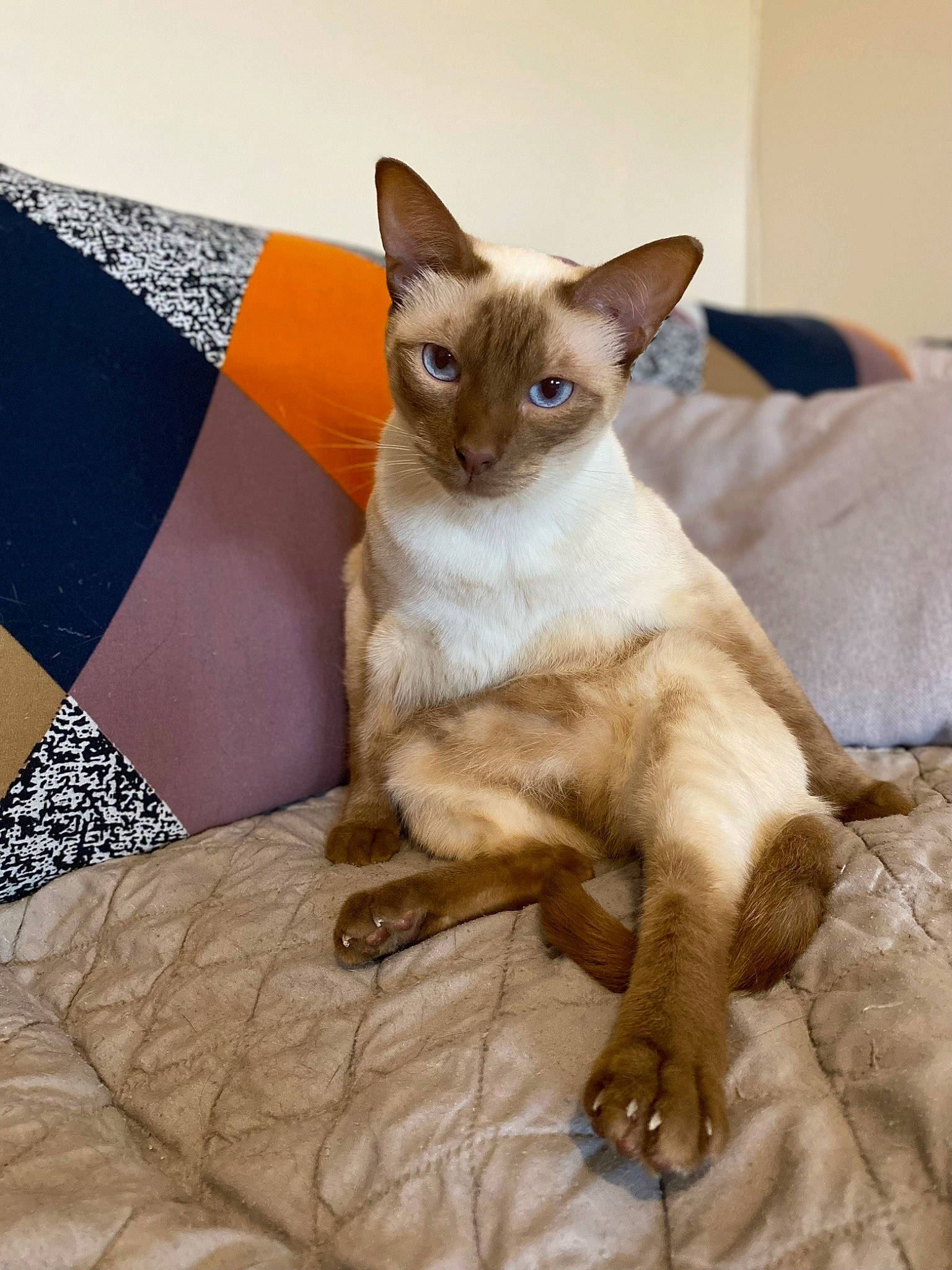 Soltana participe au concours pour gagner de l'argent avec cette photo : carnivore, cat, claw, comfort, domestic_short_haired_cat, fawn, felidae, fur, iris, linens, pattern, paw, siamese, small_to_medium_sized_cats, snout, tail, terrestrial_animal, whiskers