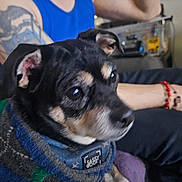 Bobo joined the competition — help win amazing prizes! dog, pet, small_dog, canine, portrait, close_up, bandana, collar, sweater, black_coat, tan_markings, eyes, ears, snout, human_arm, tattoo, sofa, indoor, cozy, companion