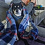 Bobo is registered to the contest to win money with this photo: dog, blanket, plaid, sofa, man, glasses, cap, living_room, remote_control, pet, portrait, cozy, indoors, rug, collar, electronics, cable, sitting, looking_at_camera, hands