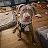 brown_coat, cozy_home, curious, dog, dog_bed, expressive_eyes, food_bowl, hardwood, harness, indoor, looking_up, owner_feet, pet_toy, pitbull, puppy, scattered_toys, sitting, toys, white_markings, wooden_floor