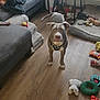 Goku is registered to the contest to win money with this photo: dog, pitbull, pet, indoor, living_room, toys, dog_bed, couch, blanket, hardwood_floor, harness, curious, staring, tail, stuffed_animal, chew_toy, home, furniture, floor, looking_up