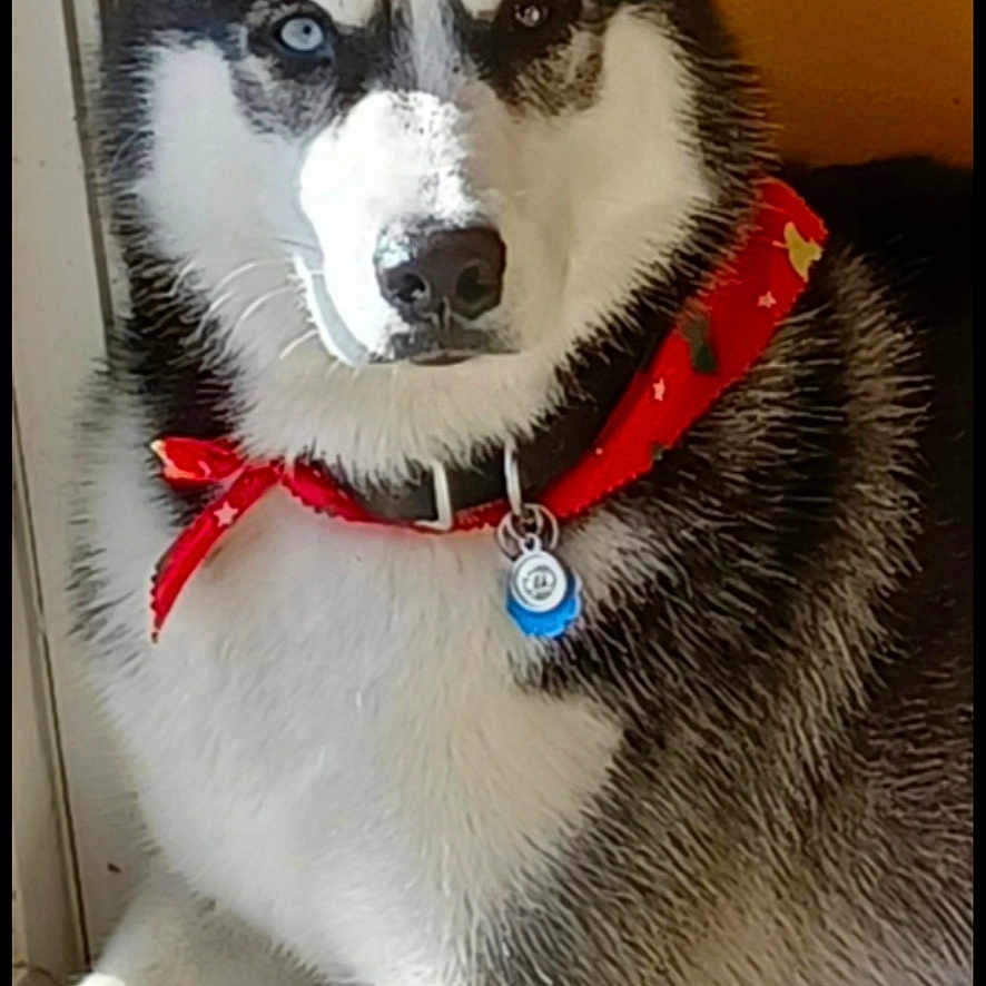 Russo joined the competition — help win amazing prizes! alert, animal, bandana, black_and_white, canine, carpet, closeup, collar, cute, dog, domestic_animal, ears_up, fur, heterochromia, husky, indoor, lying_down, pet, portrait, tag