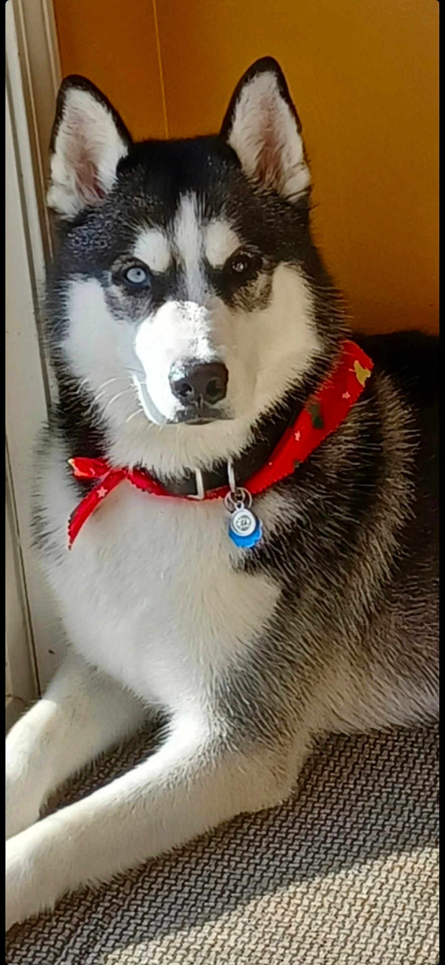 Russo joined the competition — help win amazing prizes! dog, husky, indoor, carpet, bandana, heterochromia, black_and_white, pet, animal, lying_down, fur, collar, tag, ears_up, alert, portrait, closeup, cute, domestic_animal, canine
