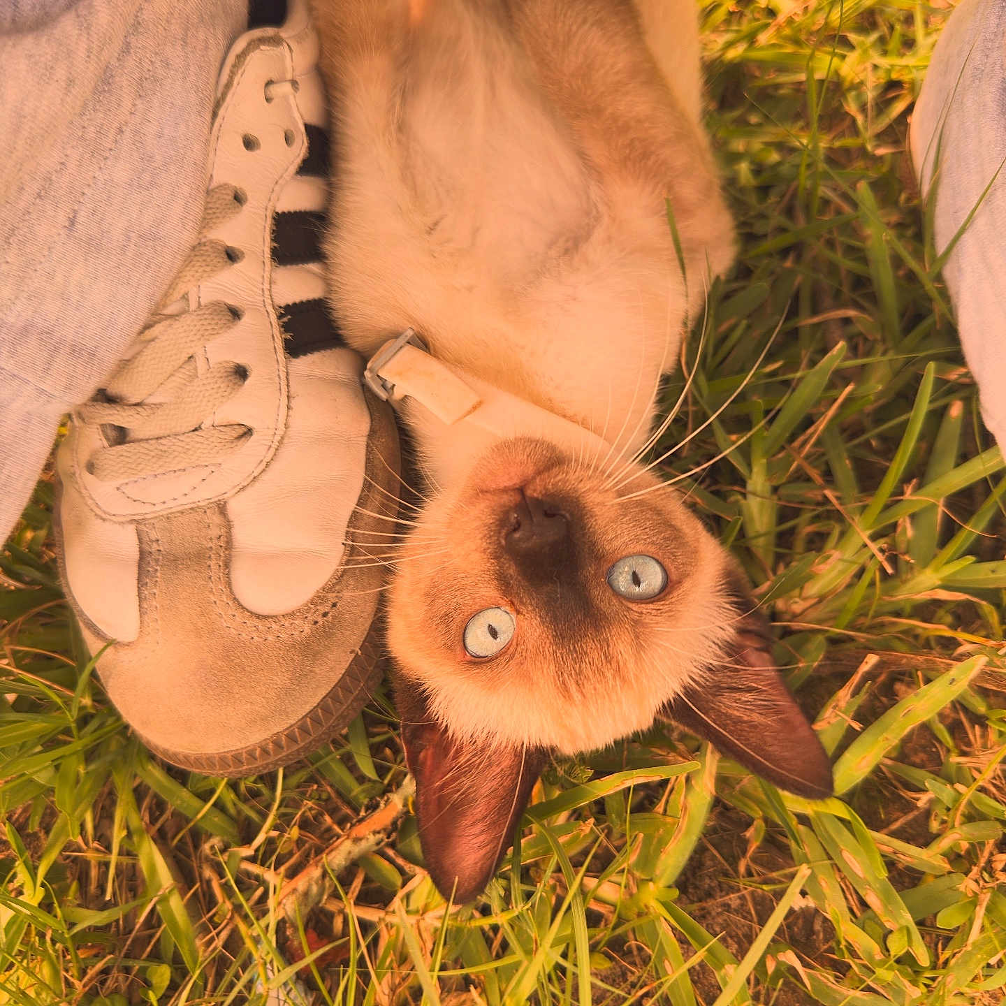Bluey joined the competition — help win amazing prizes! cat, siamese_cat, blue_eyes, grass, shoe, sneaker, jeans, person, outdoor, nature, pet, animal, close_up, lying_down, whiskers, collar, cute, playful, relaxed, daylight