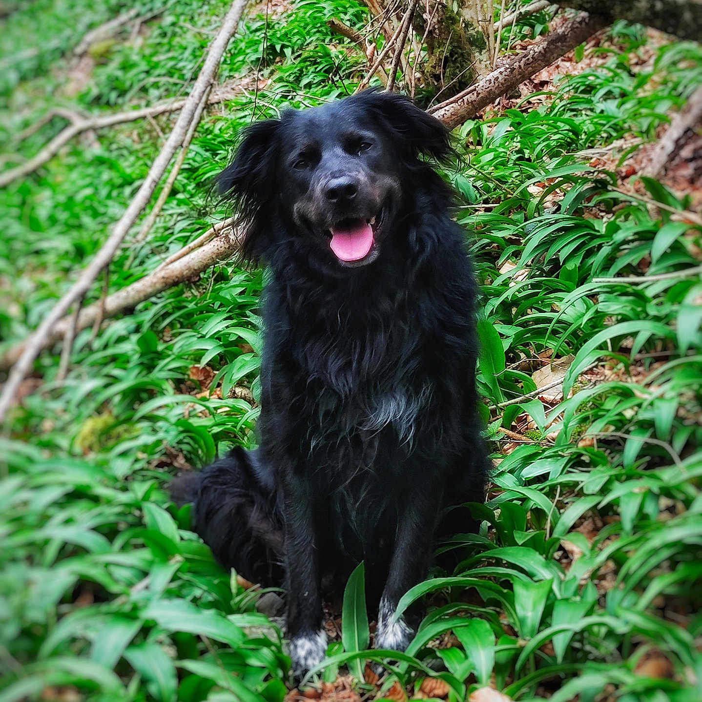 Oreo