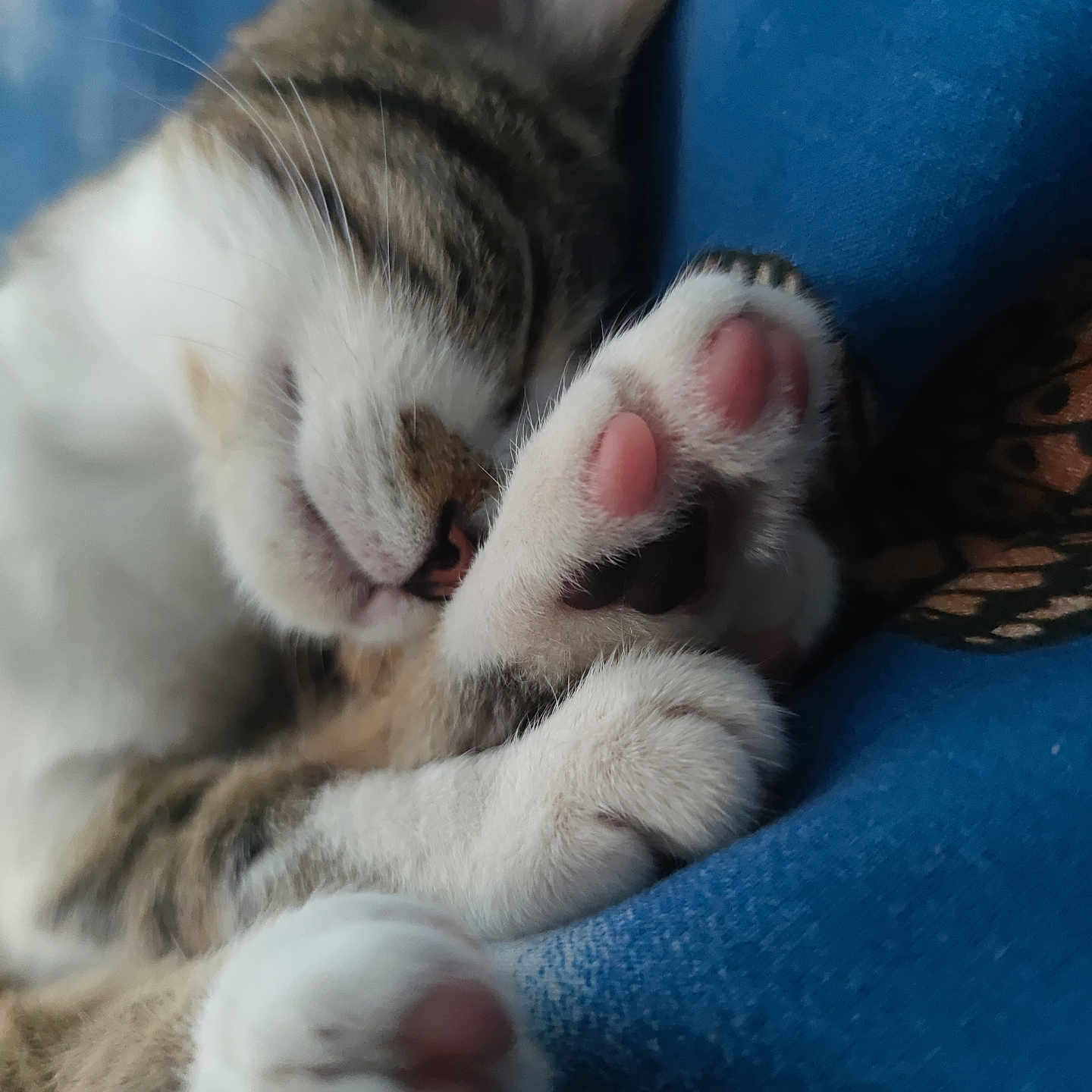 Praline