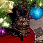 Walter joined the competition — help win amazing prizes! cat, tabby, christmas_tree, ornament, holiday, festive, decorations, lights, indoor, pet, animal, cozy, curious, fur, collar, red_tree_skirt, carpet, closeup, cute, relaxing