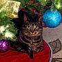 cat, tabby, christmas_tree, ornament, holiday, festive, decorations, lights, indoor, pet, animal, cozy, curious, fur, collar, red_tree_skirt, carpet, closeup, cute, relaxing
