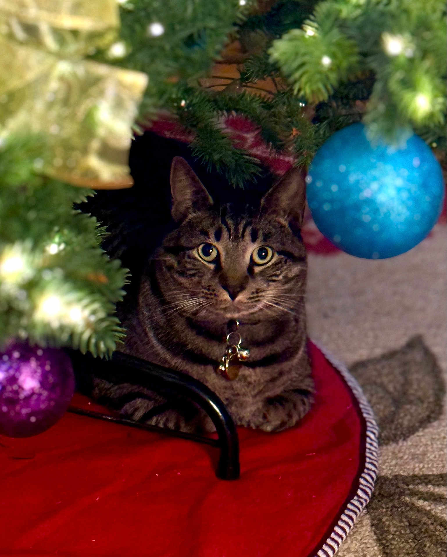 Walter joined the competition — help win amazing prizes! cat, tabby, christmas_tree, ornament, holiday, festive, decorations, lights, indoor, pet, animal, cozy, curious, fur, collar, red_tree_skirt, carpet, closeup, cute, relaxing