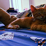 Jett joined the competition — help win amazing prizes! cat, ginger_cat, bed, blanket, plush_toy, teddy_bear, indoor, resting, relaxed, paw, fur, window, sunlight, cozy, sleepy, cute, animal, pet, comfort, fabric