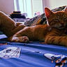 cat, ginger_cat, bed, blanket, plush_toy, teddy_bear, indoor, resting, relaxed, paw, fur, window, sunlight, cozy, sleepy, cute, animal, pet, comfort, fabric