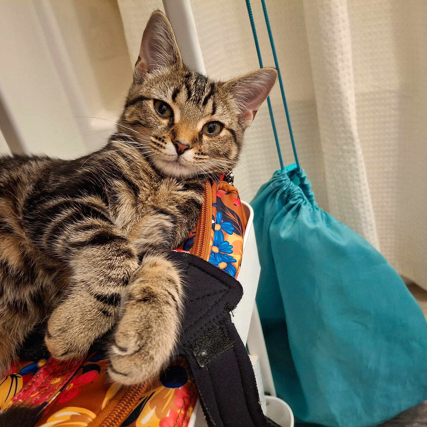 Christina is registered to the contest to win money with this photo: abyssinian, accessories, animal, architecture, bag, building, cat, couch, curtain, furniture, handbag, hardwood, indoors, kitten, livingroom, manx, pet, purse, strap, wood