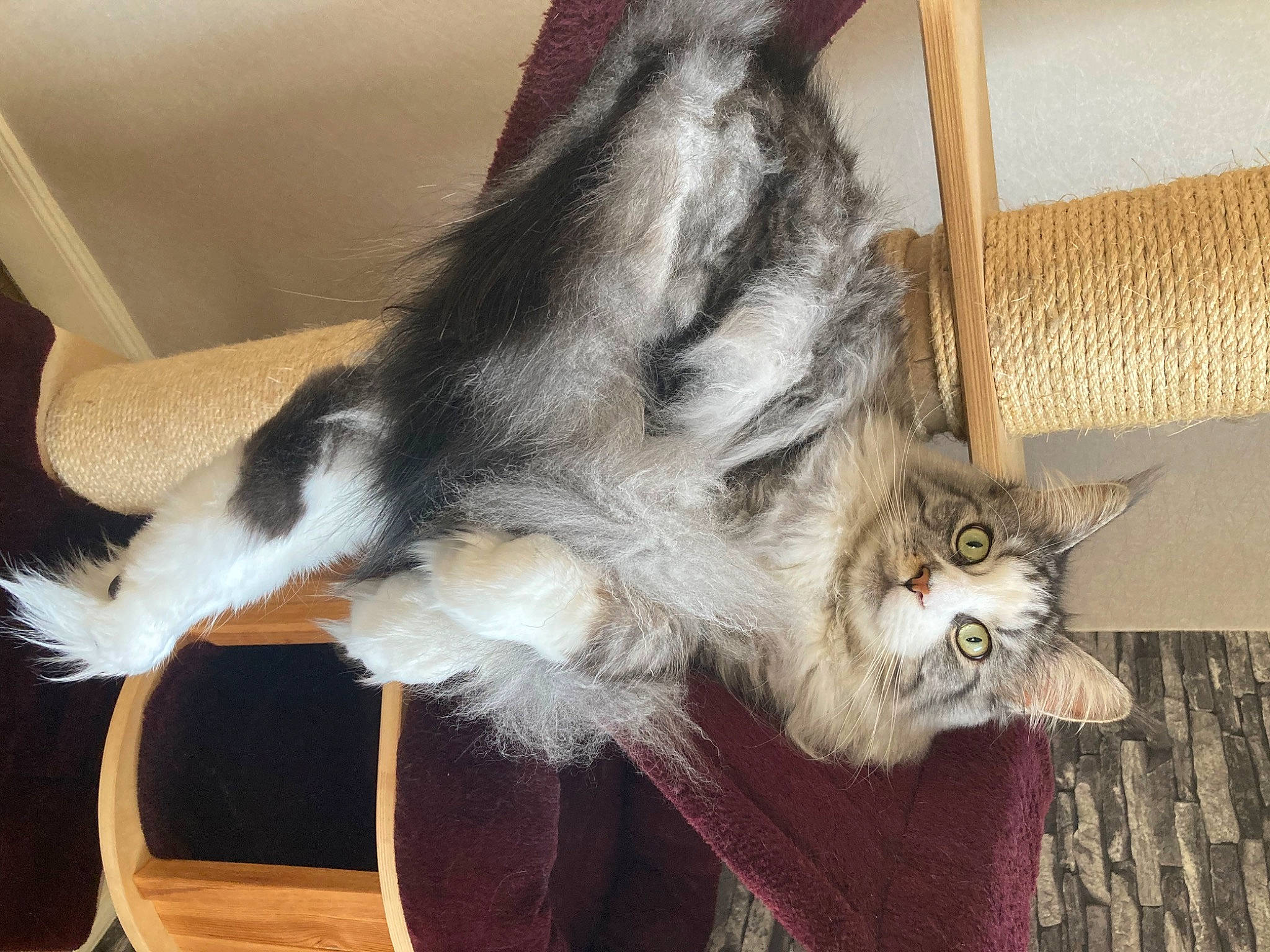 Sherlock a rejoint le concours — aidez-le/la à gagner de superbes lots ! carnivore, cat, cat_supply, claw, comfort, dog_breed, domestic_short_haired_cat, fawn, felidae, foot, fur, human_leg, natural_material, paw, primate, small_to_medium_sized_cats, tail, toe, whiskers, wood