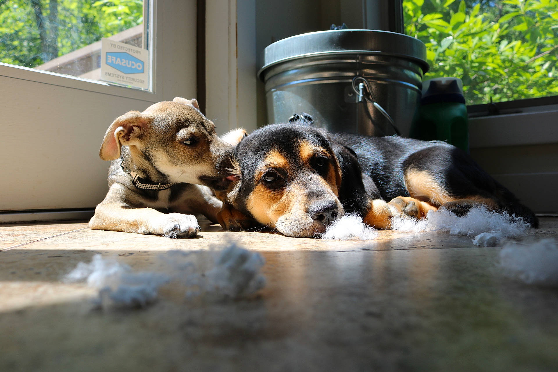 Kaia joined the competition — help win amazing prizes! canidae, carnivore, companion_dog, dog, dog_breed, fur, mammal, paw, pet_supply, plant, puppy, recipe, scent_hound, snout, sporting_group, toy_dog, whiskers, window, wood, working_animal