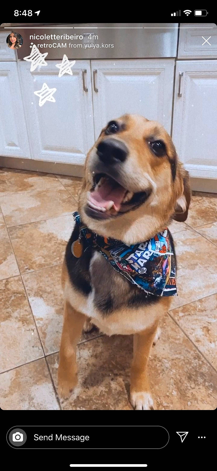 Kaia is registered to the contest to win money with this photo: carnivore, collar, companion_dog, dog, dog_breed, dog_clothes, dog_collar, dog_supply, door, fawn, flooring, fur, hound, leash, pet_supply, snout, sporting_group, whiskers, wood, working_animal