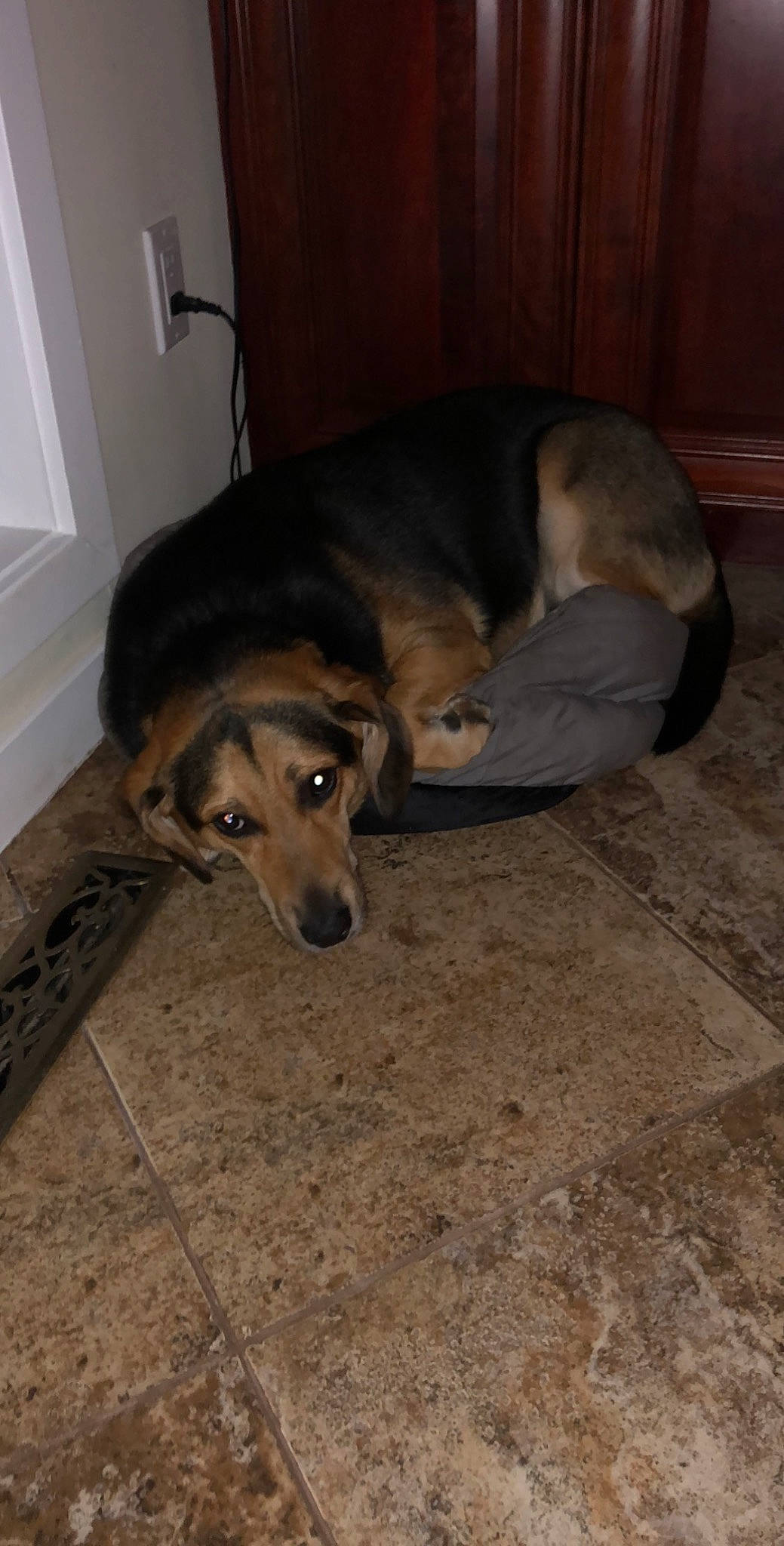 Kaia joined the competition — help win amazing prizes! canidae, carnivore, comfort, companion_dog, dog, dog_breed, fawn, floor, flooring, fur, hardwood, natural_material, pet_supply, snout, sporting_group, tail, terrestrial_animal, wood, working_animal