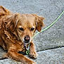 animal, canine, collar, concrete, daylight, dog, ears, fur, garden, golden_brown, leash, looking, lying_down, mulch, outdoor, pavement, pet, resting, sidewalk, stone