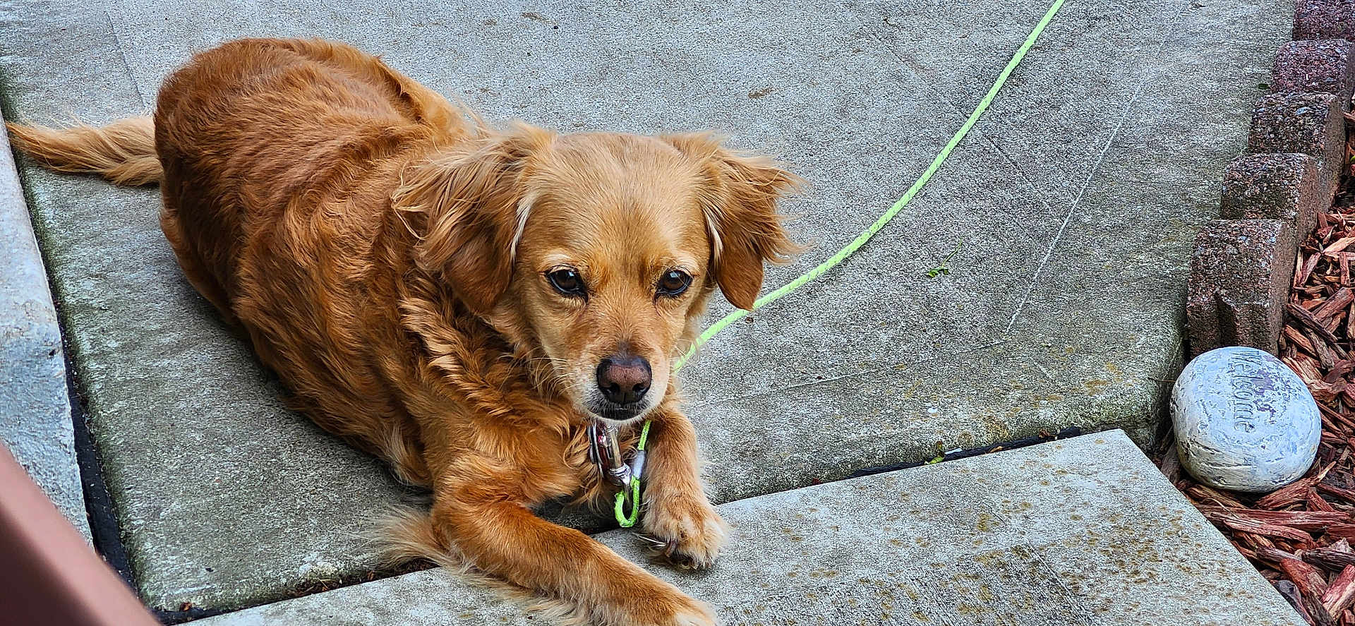 Wicket