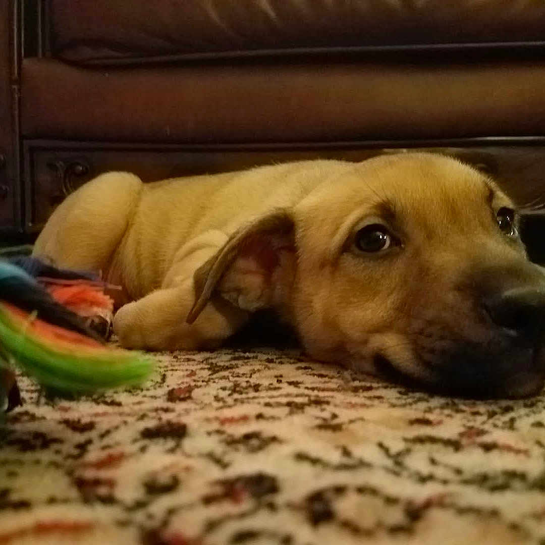Peaches joined the competition — help win amazing prizes! animal, brown, carpet, closeup, cute, dog, domestic, ears, expression, floor, furniture, home, indoor, lying_down, nose, pet, puppy, resting, toy, young
