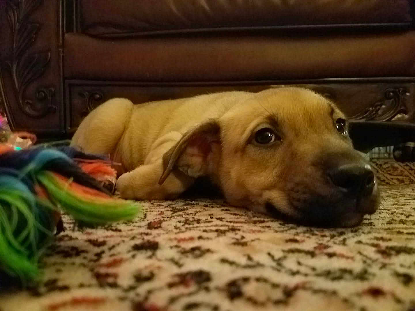 Peaches joined the competition — help win amazing prizes! puppy, dog, carpet, toy, indoor, brown, furniture, floor, lying_down, pet, cute, animal, ears, nose, closeup, expression, resting, domestic, young, home