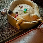 Peaches is registered to the contest to win money with this photo: dog, pet_bed, toy, carpet, slipper, sleeping, collar, indoor, cozy, relaxed, brown, furniture, home, resting, animal, paw, chew_toy, comfort, cute, napping