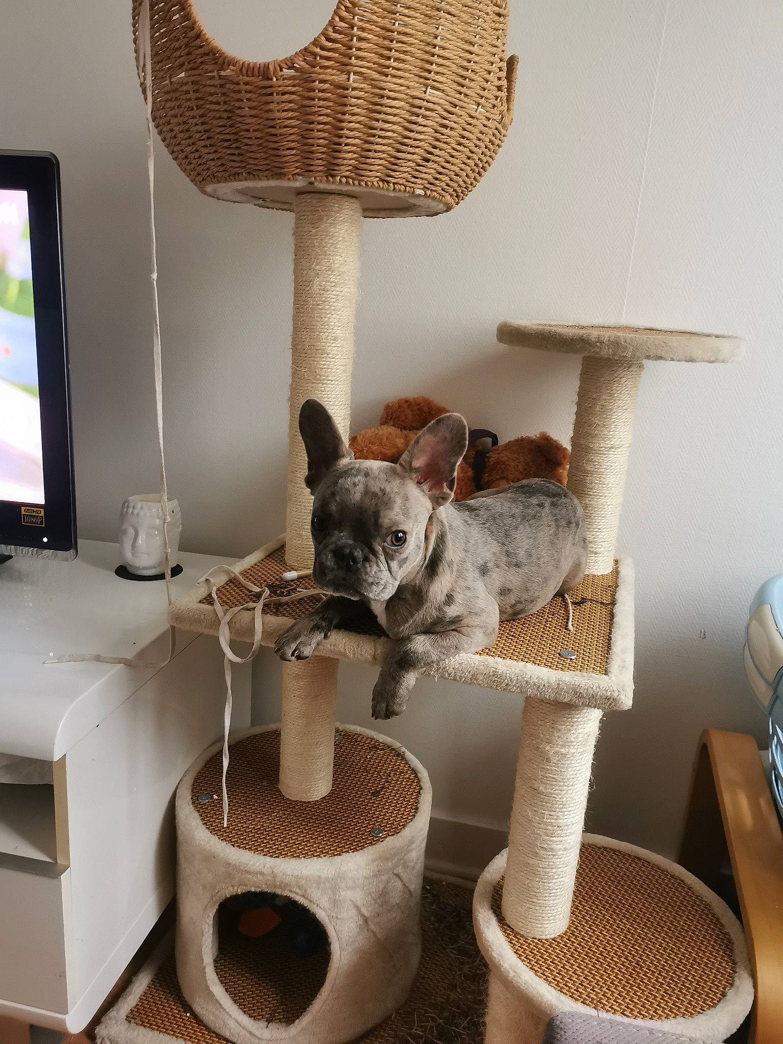 Ténor a rejoint le concours — aidez-le/la à gagner de superbes lots ! basket, carnivore, cat_supply, chair, comfort, companion_dog, dog, fawn, felidae, flooring, interior_design, living_room, pet_supply, room, shelving, small_to_medium_sized_cats, tail, television, wicker, wood