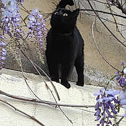 Papuche participe au concours pour gagner de l'argent avec cette photo : black_cat, cat, animal, outdoor, flowers, purple_flowers, branches, ledg, wall, nature, curious, pet, feline, green_eyes, plant, tree_branch, spring, garden, closeup, wildlife