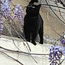 black_cat, cat, animal, outdoor, flowers, purple_flowers, branches, ledg, wall, nature, curious, pet, feline, green_eyes, plant, tree_branch, spring, garden, closeup, wildlife