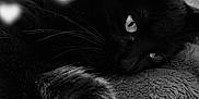 Papuche a rejoint le concours — aidez-le/la à gagner de superbes lots ! black_cat, cat, pet, animal, feline, relaxing, sleepy, paw, whiskers, blanket, soft_texture, indoor, cozy, monochrome, hearts, close_up, cute, resting, domestic_animal, comfort