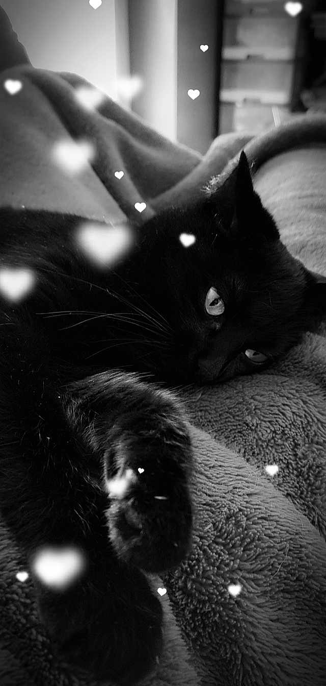 Papuche