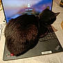 Papuche participe au concours pour gagner de l'argent avec cette photo : black_cat, cat, laptop, keyboard, technology, indoor, tablecloth, pet, animal, computer, electronics, fur, home, device, screen, table, resting, sitting, closeup, domestic