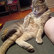 Looping participe au concours pour gagner de l'argent avec cette photo : cat, indoor, couch, relaxed, sleepy, feline, pet, fur, whiskers, paw, leg, floor, furniture, home, cozy, resting, animal, tabby, domestic, cute