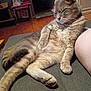cat, indoor, couch, relaxed, sleepy, feline, pet, fur, whiskers, paw, leg, floor, furniture, home, cozy, resting, animal, tabby, domestic, cute