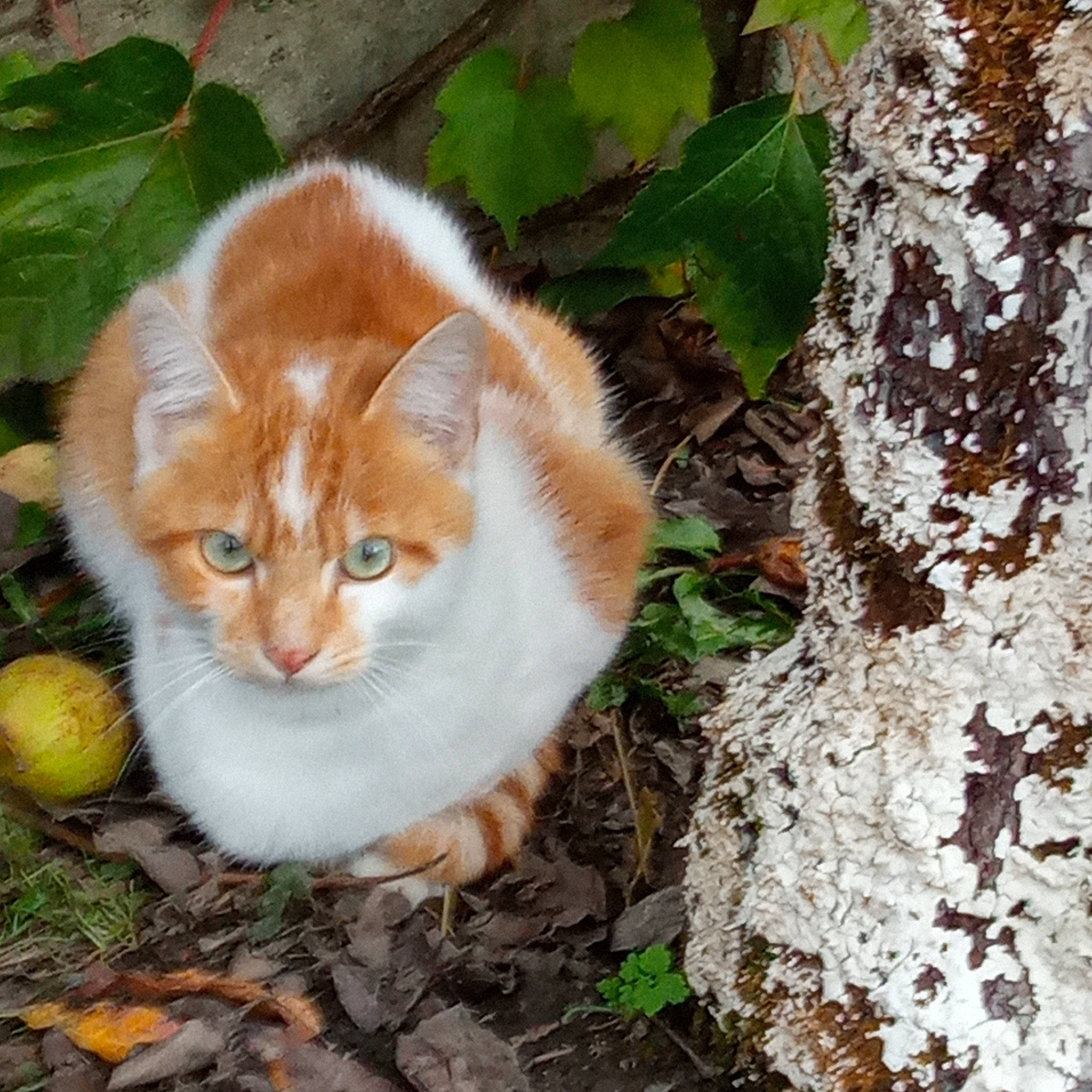 Sana a rejoint le concours — aidez-le/la à gagner de superbes lots ! art, carnivore, cat, domestic_short_haired_cat, fawn, felidae, fur, grass, plant, small_to_medium_sized_cats, snout, tail, tennis_ball, terrestrial_animal, toy, tree, trunk, twig, whiskers, wood