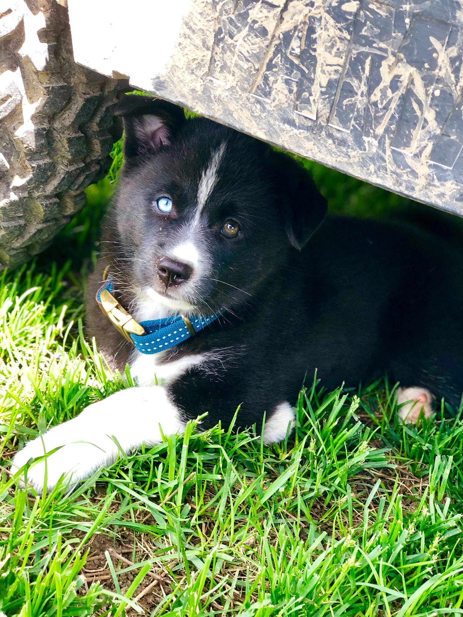 Piper is registered to the contest to win money with this photo: canidae, carnivore, dog, dog_breed, finnish_lapphund, grass, green, lapponian_herder, mammal, puppy, rare_breed_dog, siberian_husky, sporting_group, vertebrate
